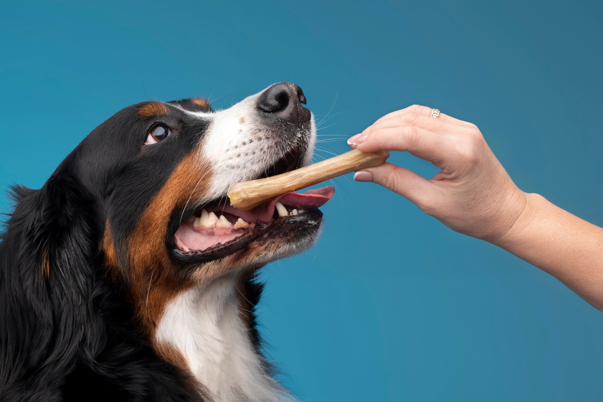 Reward-Based Dog Training: How Treats Help Dogs Learn Faster