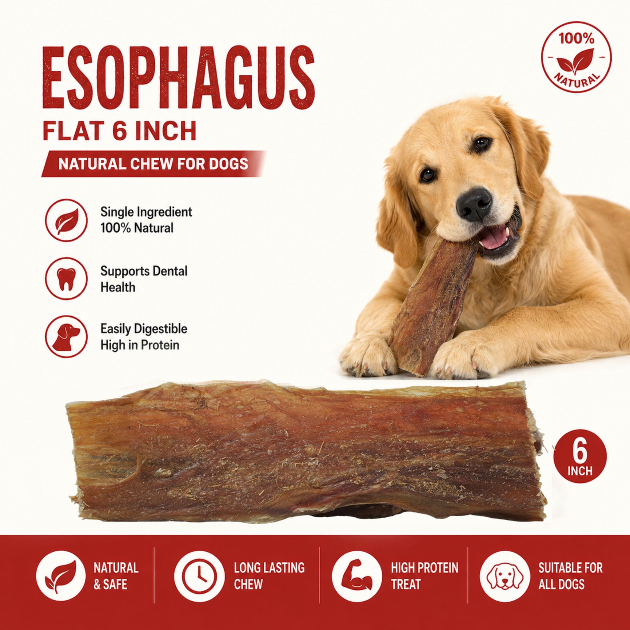 Esophagus Flat 6" - 10 Pcs