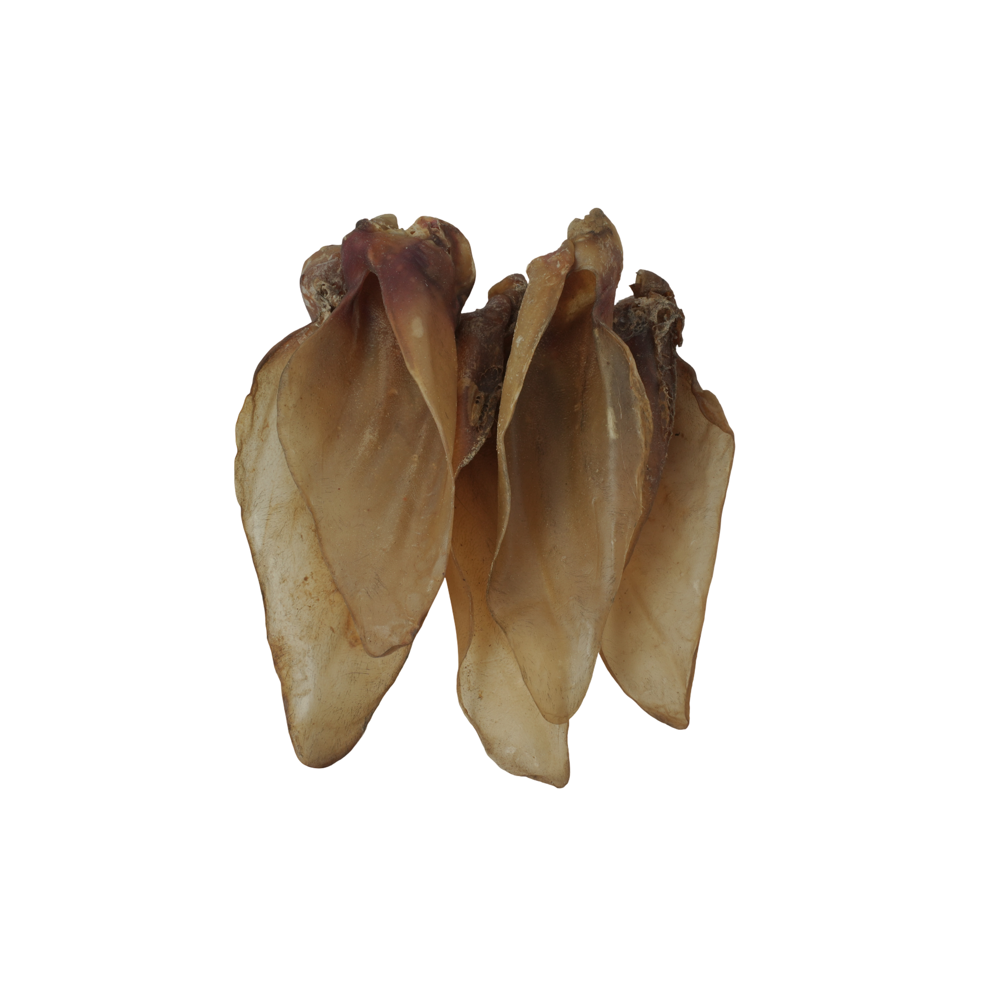 Buffalo Ears - 5 Pcs
