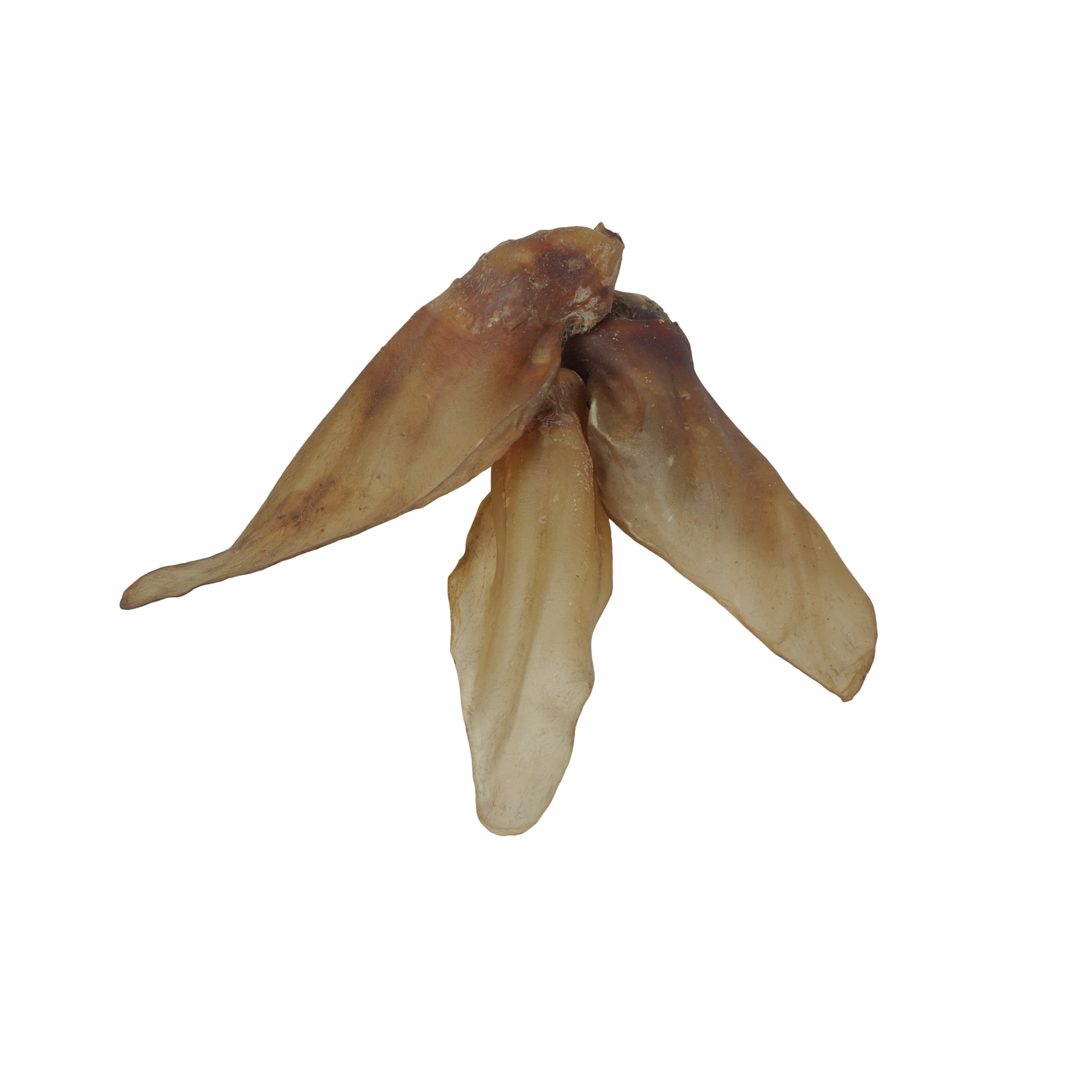 Buffalo Ears - 5 Pcs
